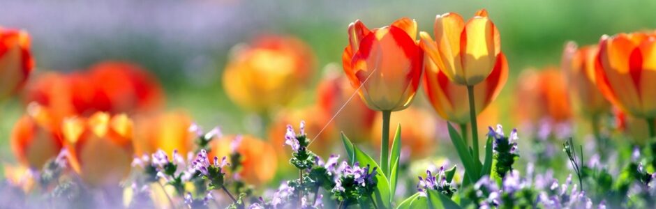 エムゼットエフ 英語表記：MZFとは、ITを活用し、皆さまの生活の質や利便性の向上を追求し、広く社会貢献を図る事を目的とした事業体です。